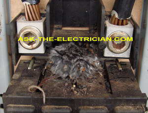 mouse killed by electricity